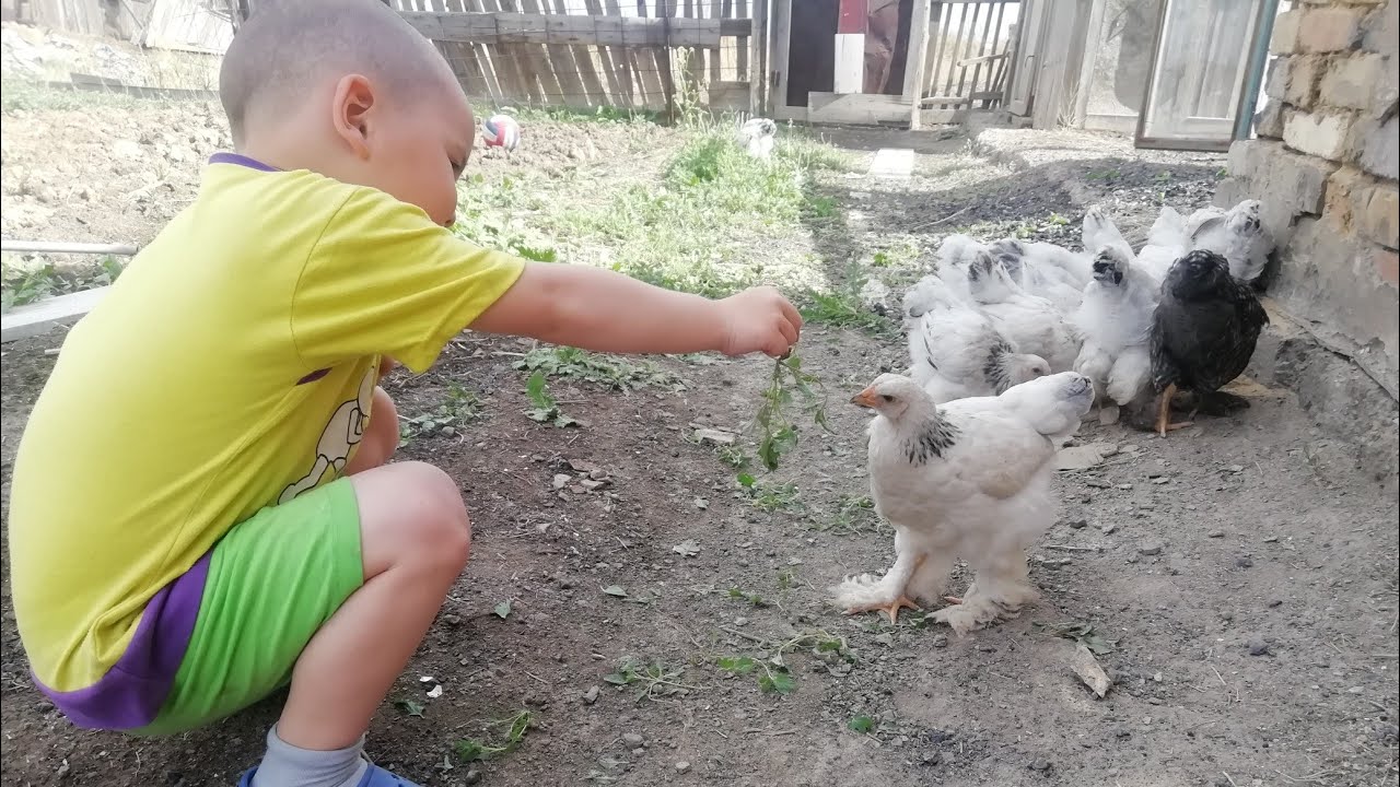 Тауыққа (балапан) су құйғыш, Жем салғыш қалай жасауға болады. 2 айлық балапандар далада
