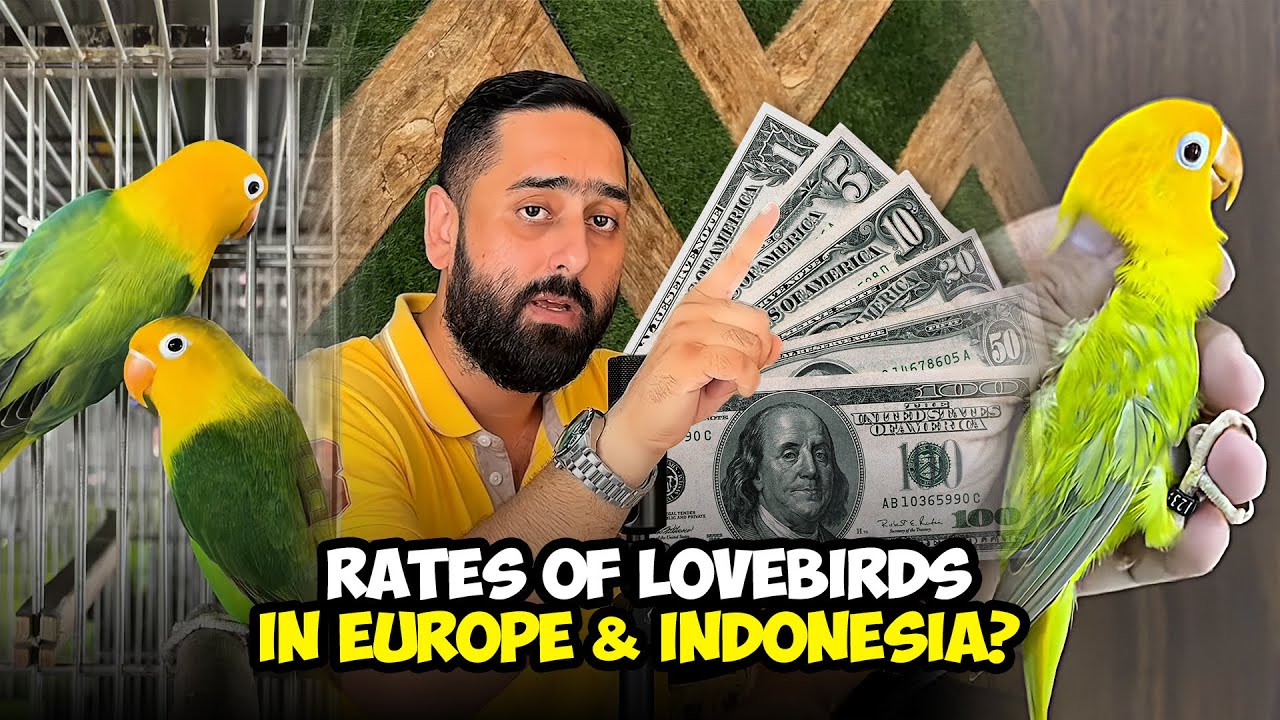 Rates Of Lovebirds In Europe & Indonesia?