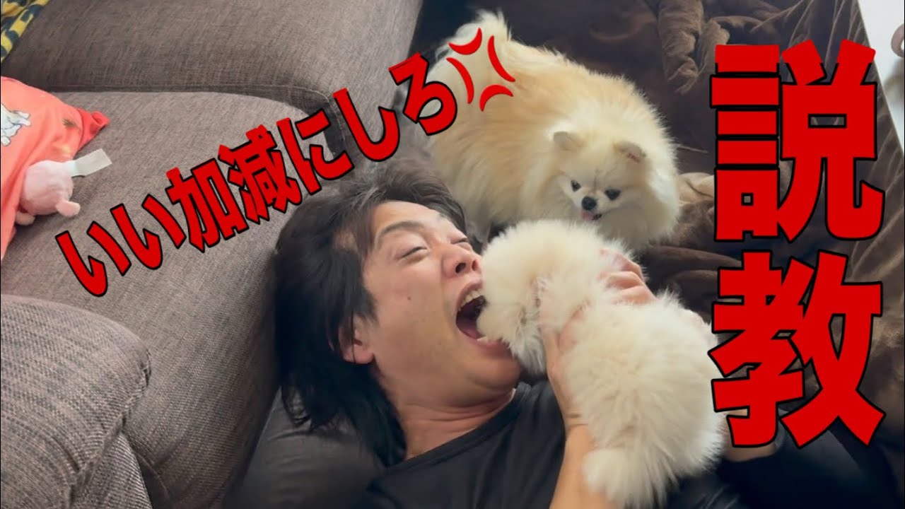 説教したらあり得ない行動をとる仔犬のポメラニアン
