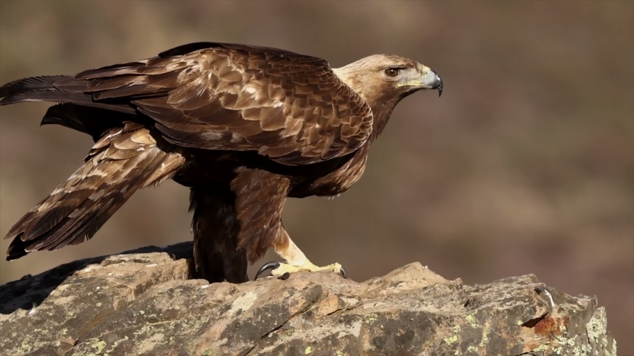 birding in las Villuercas