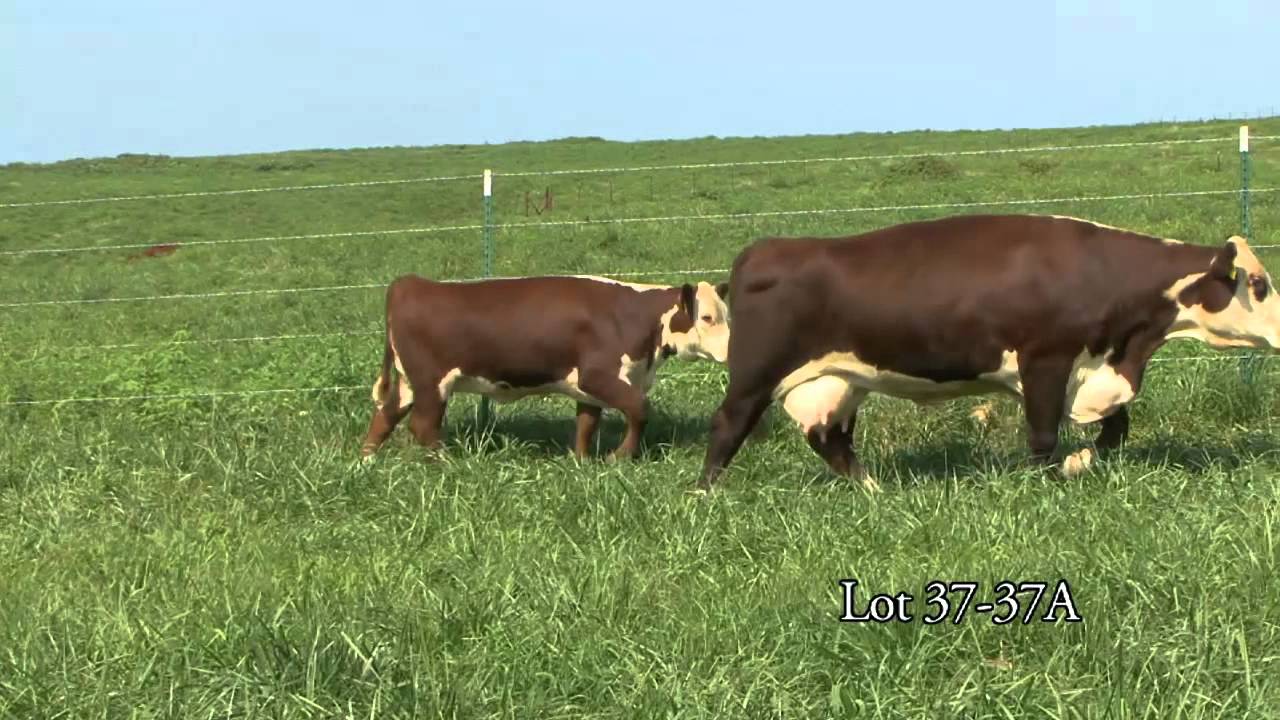 Journagan: Lot 37 and 37A