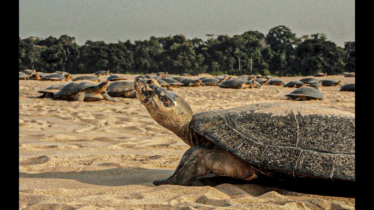 Sedam auxilia no monitoramento ambiental da desova das tartarugas em Costa Marques,  Rondônia.