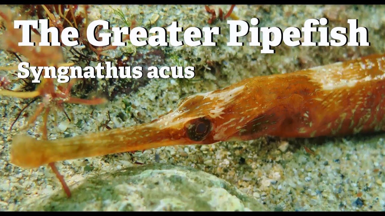 The Greater Pipefish