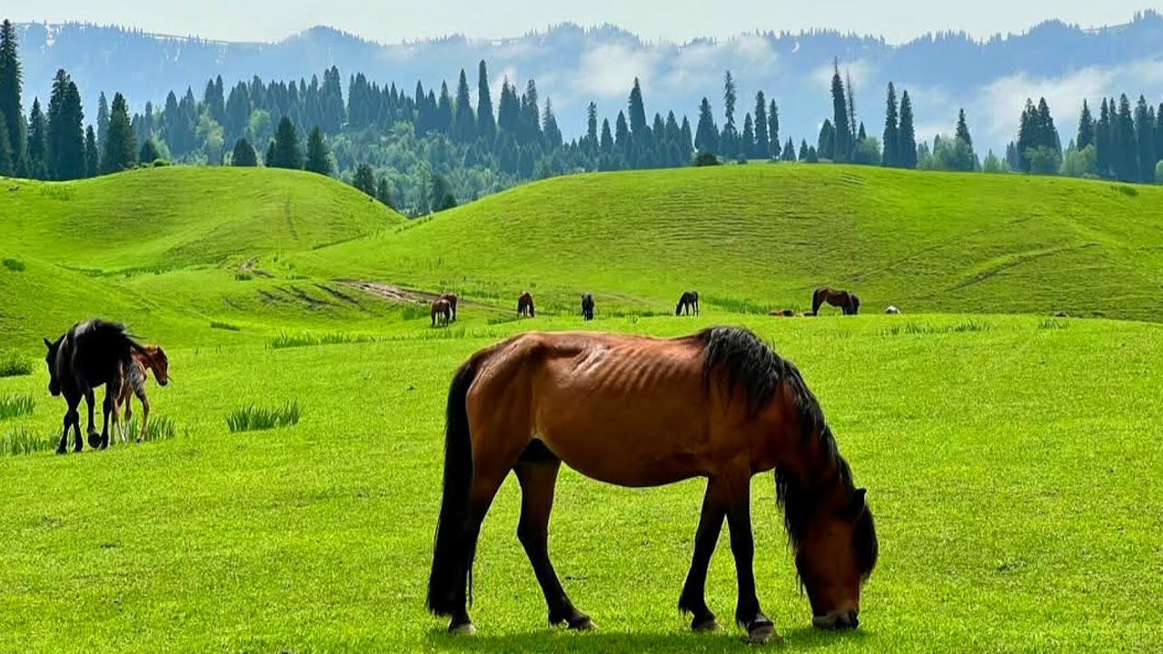 Pakistan swat valley😍: Swat Valley: A Paradise of Peaks, Lakes, and Hidden Gems #travelpakistan