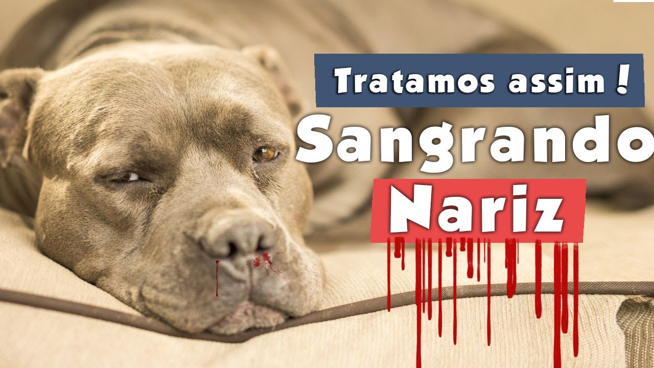 CACHORRO SANGRANDO pelo nariz - Tratamos assim! Erlichose.