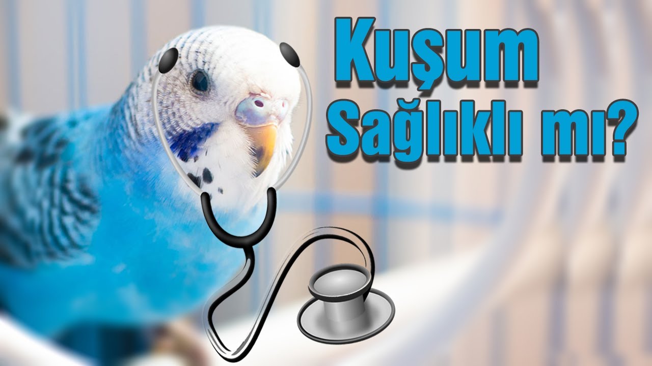 Muhabbet Kuşum Sağlıklı mı ? Muhabbet Kuşunun Sağlıklı olduğu nasıl anlaşılır?