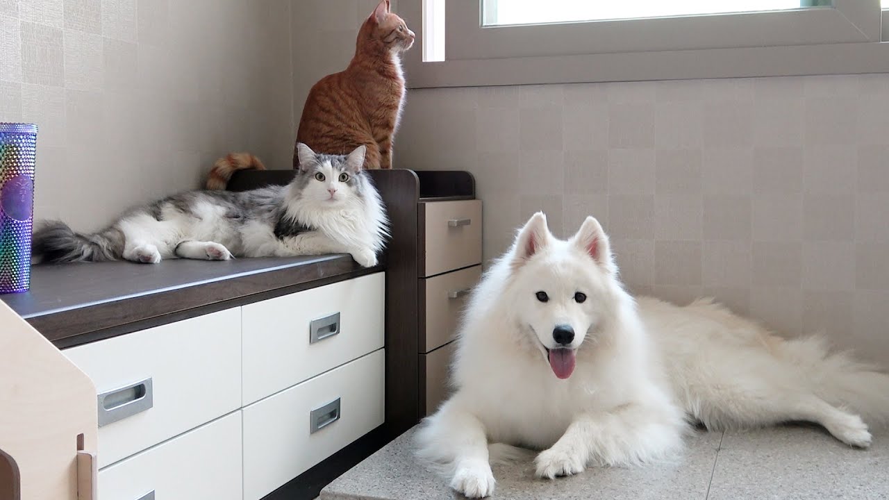 Наши Коты Стали Моделями