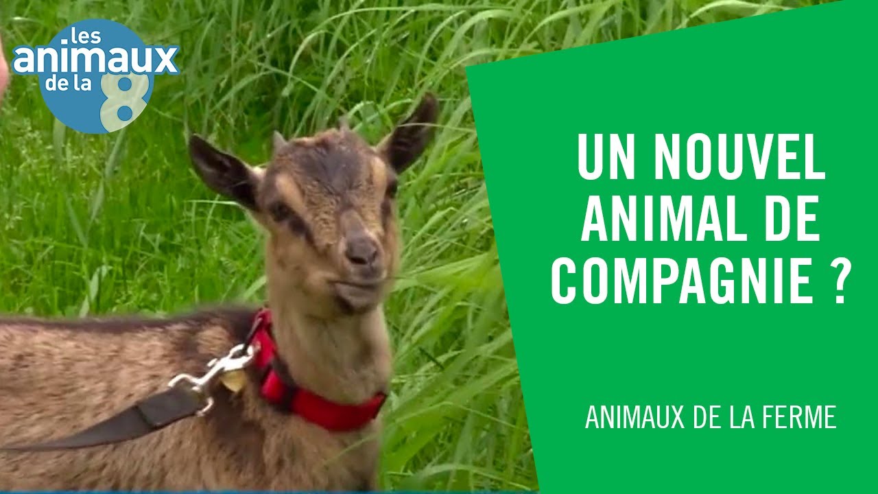 La chèvre : un nouvel animal de compagnie ? - Les Animaux de la 8