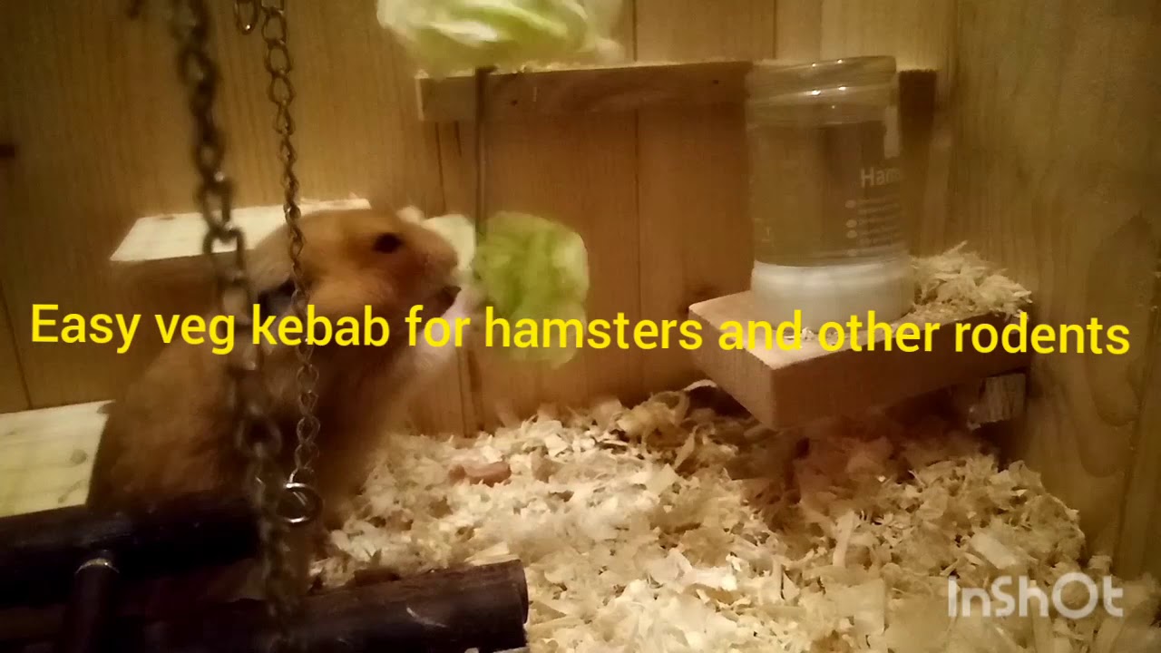 Short clip | Easy veg kebab for hamsters and other rodents | lottie mae