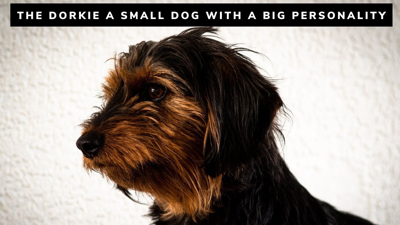 The Dorkie A Small Dog with a Big Personality
