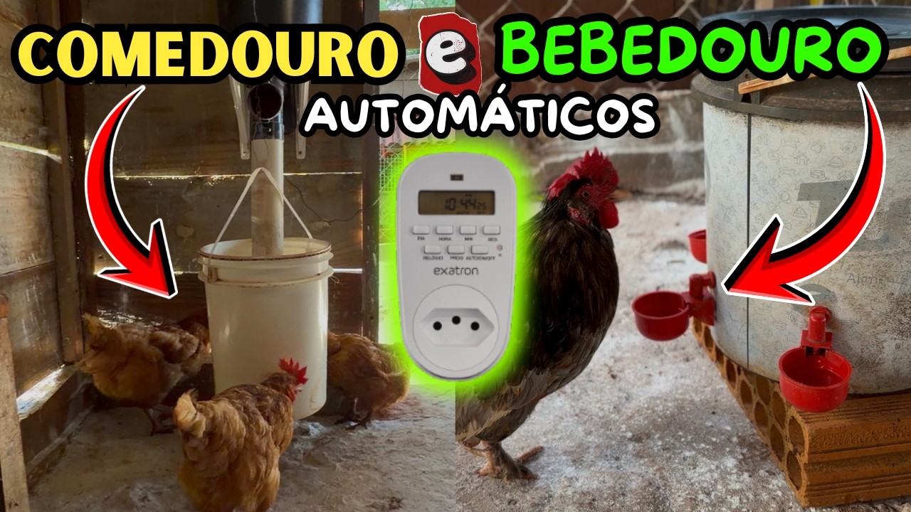 NUNCA MAIS TENHA DOENÇAS E DESPERDÍCIO NO GALINHEIRO! COMEDOURO E BEBEDOURO AUTOMÁTICO DIGITAL!