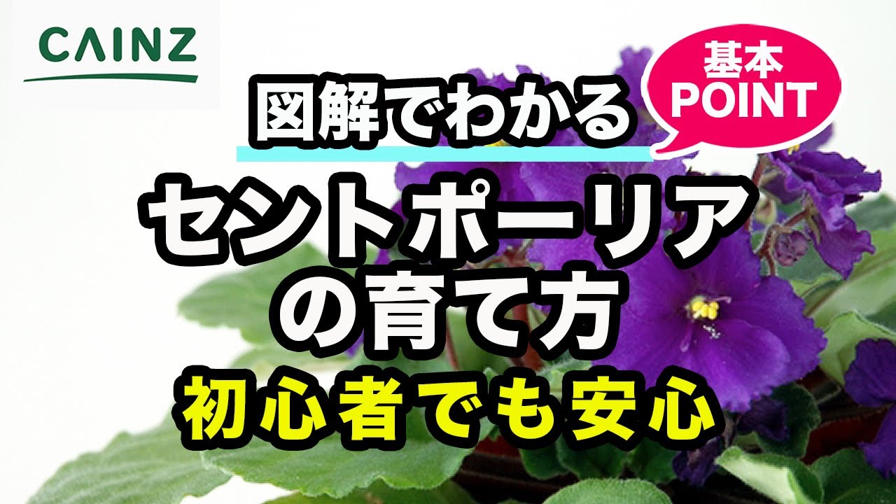 セントポーリアの育て方 カインズ花図鑑