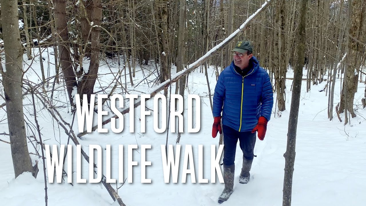 Westford Wildlife Walk [Stuck in Vermont 630]