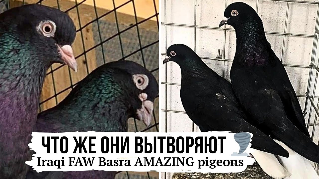 ЧУДЕСА В НЕБЕ! 🌪 АЗАРТНАЯ ИГРА, ВИНТЫ! ГОЛУБИ ИРАКА 