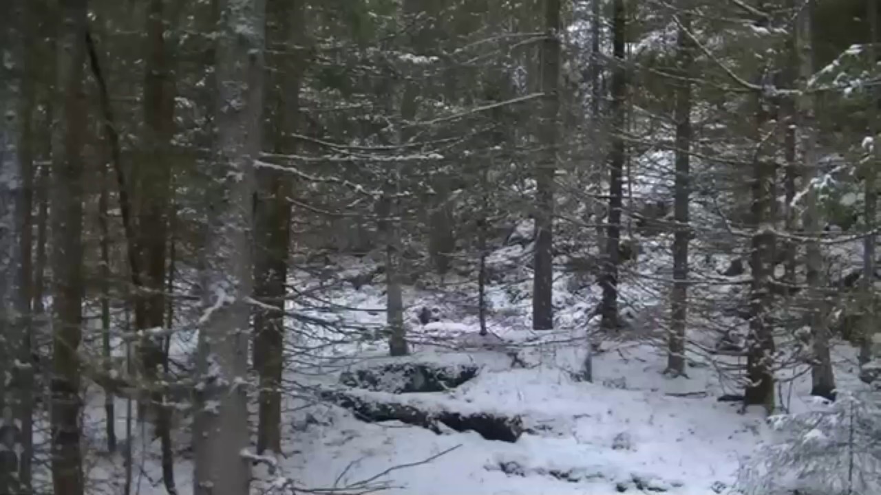 Sivesindhøgdas D Frost jager hare i Hogget
