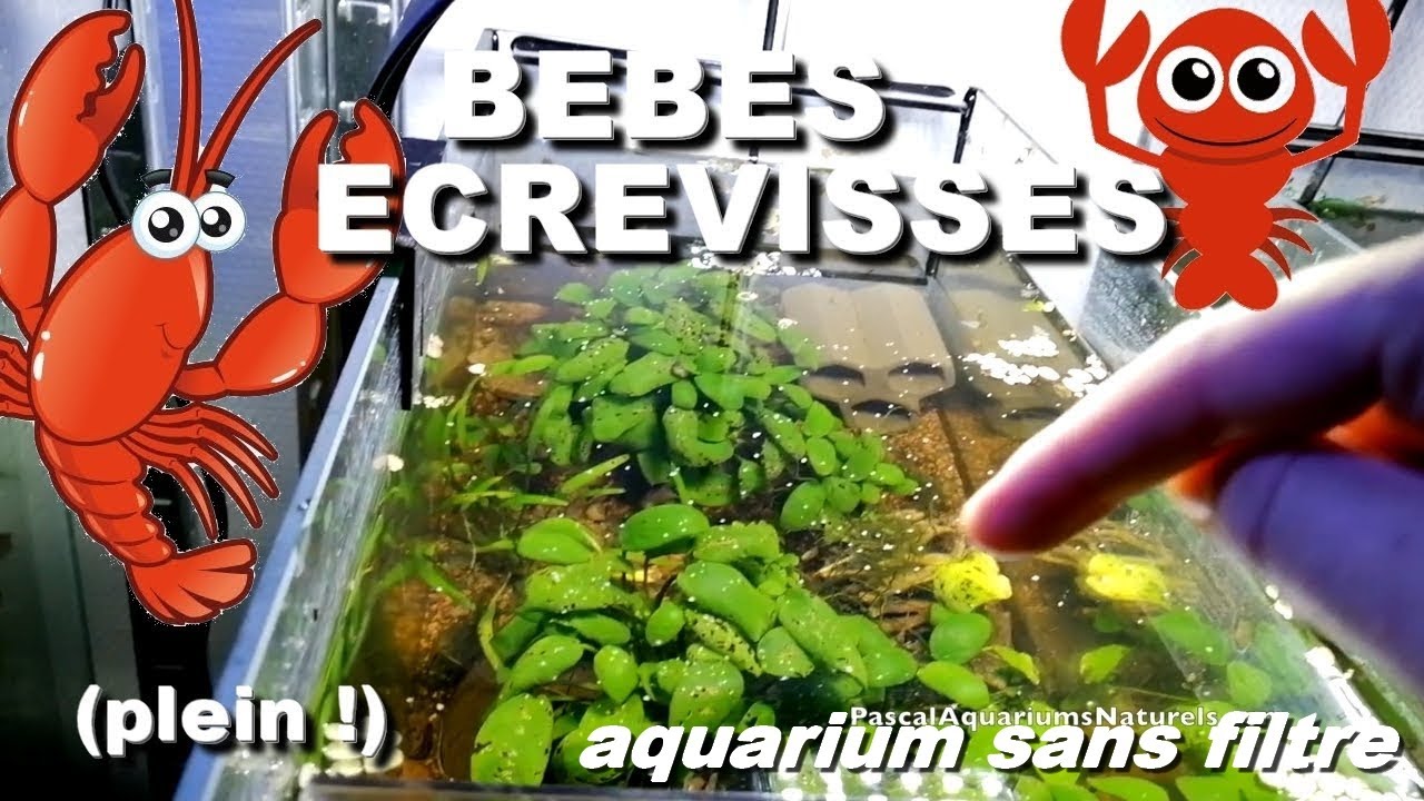 Tuto Reproduction écrevisse naine eau douce (low tech) ! CAMBARELLUS PUER -Pascal Aquariums Naturels