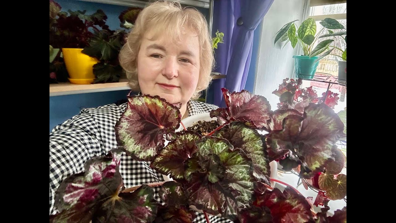Огляд квітів на підвіконні. Зима 2026