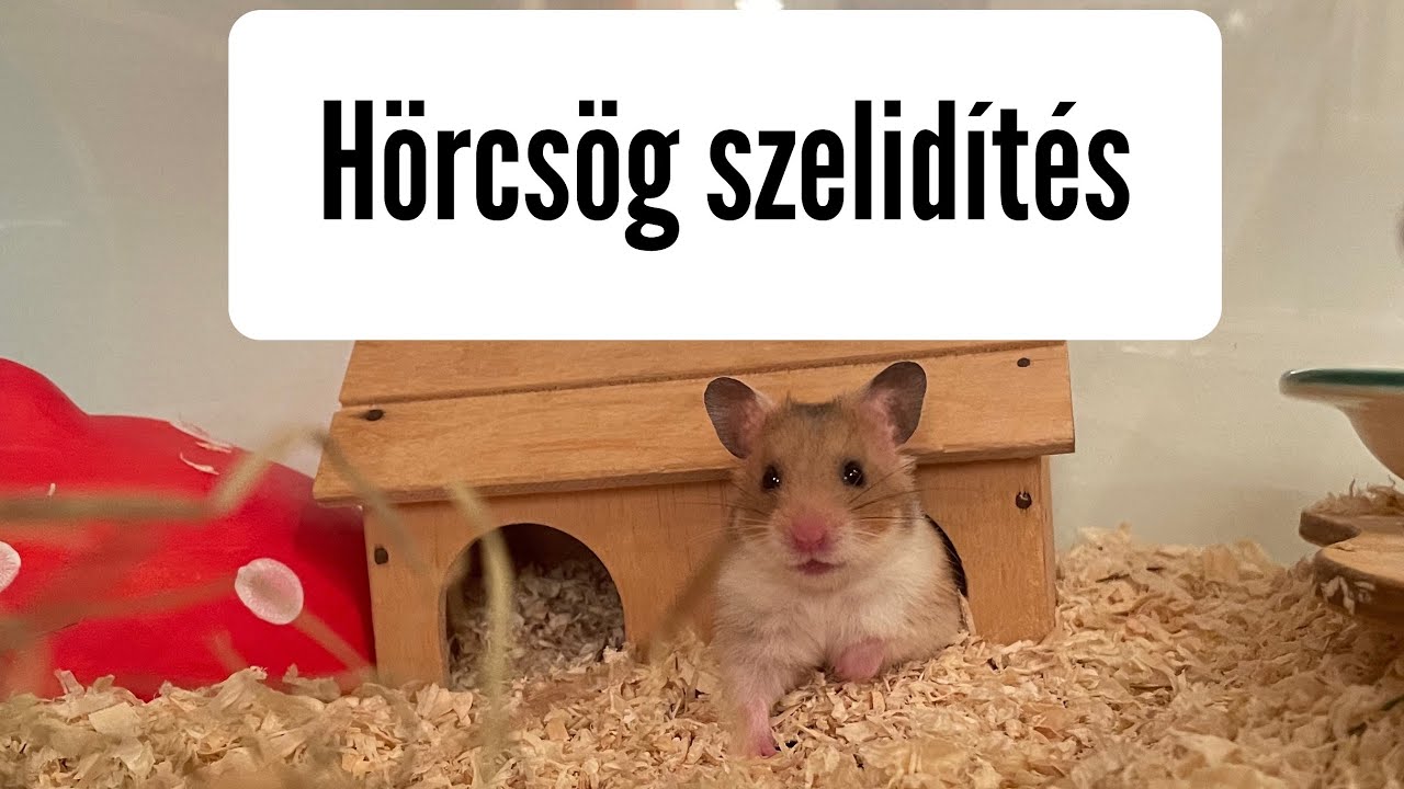 Hörcsög szelidítés🐹