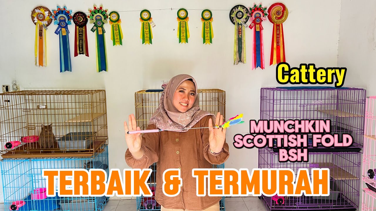BSH , MUNCHKIN, SCOTISH  FOLD GOLDEN dan SILVER ‼️ ada semua disini