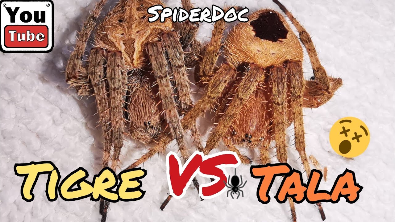 VALENTINES Spider Fight! GENSAN Tigre vs Talaan. Kakainin Kita. Fast Fight.