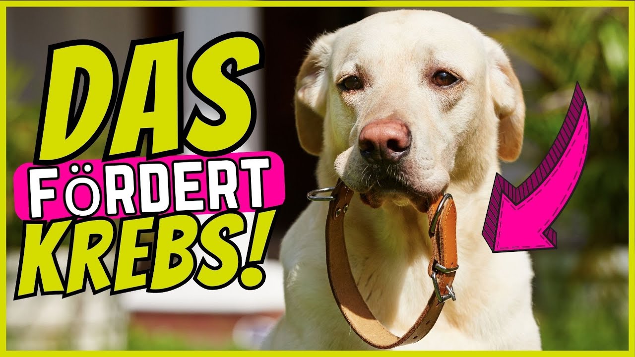 4 Fehler, die Krebs bei Hunden begünstigen!
