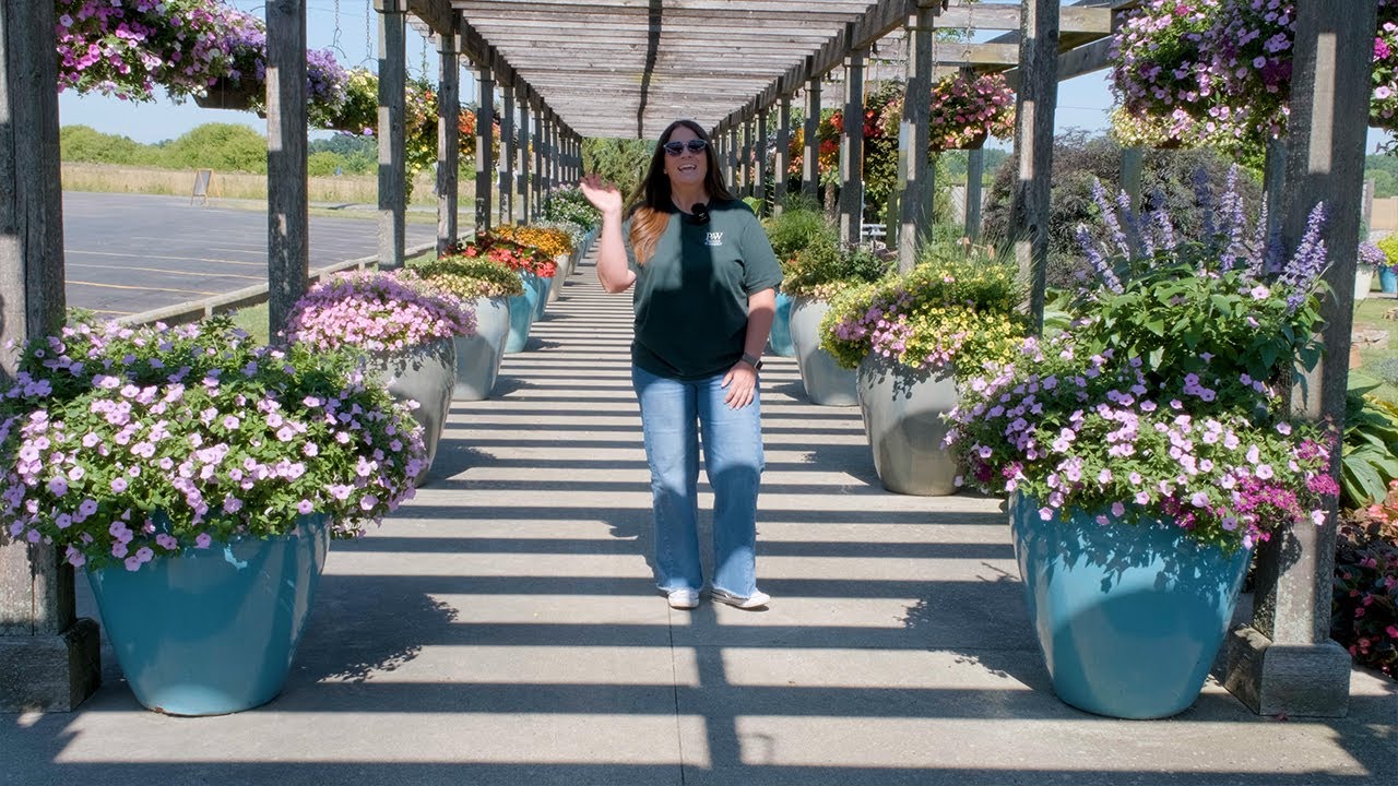 Proven Winners® 2026 New Annuals (Available Now)