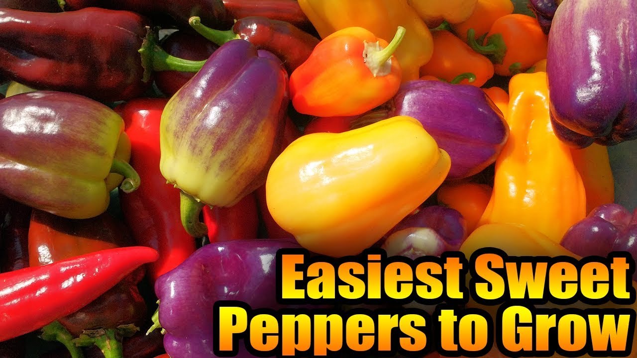 Easiest Sweet Peppers to Grow