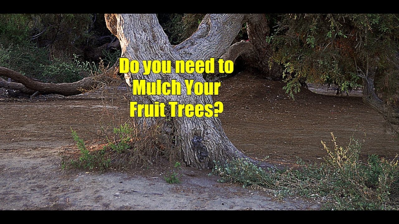 How to Mulch a Fruit Tree