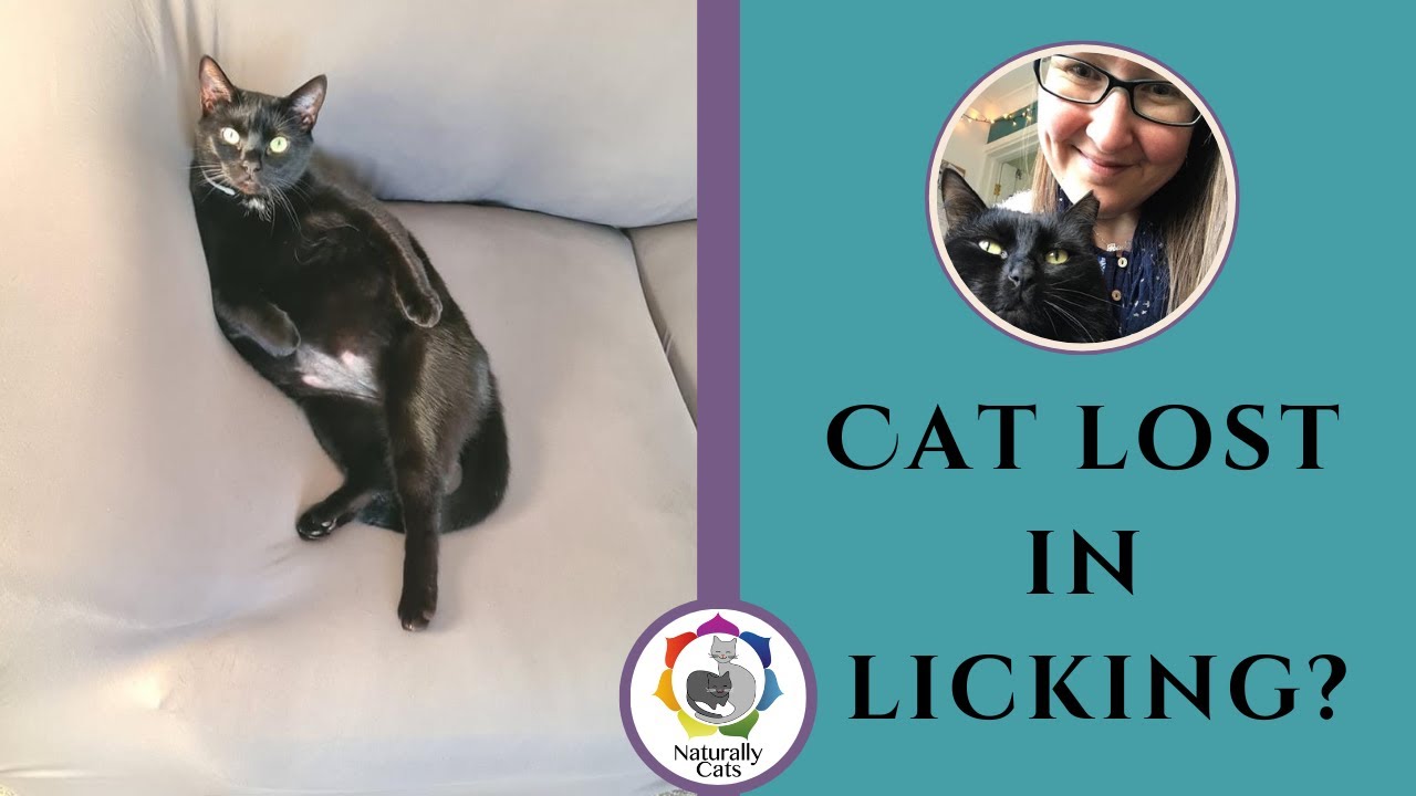 How can I stop my cat overgrooming?