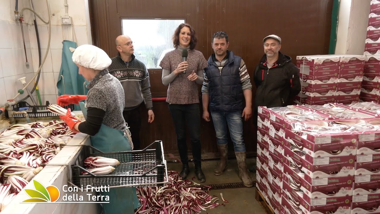 Radicchio rosso tardivo di Treviso Igp: dalla lavorazione alla tavola