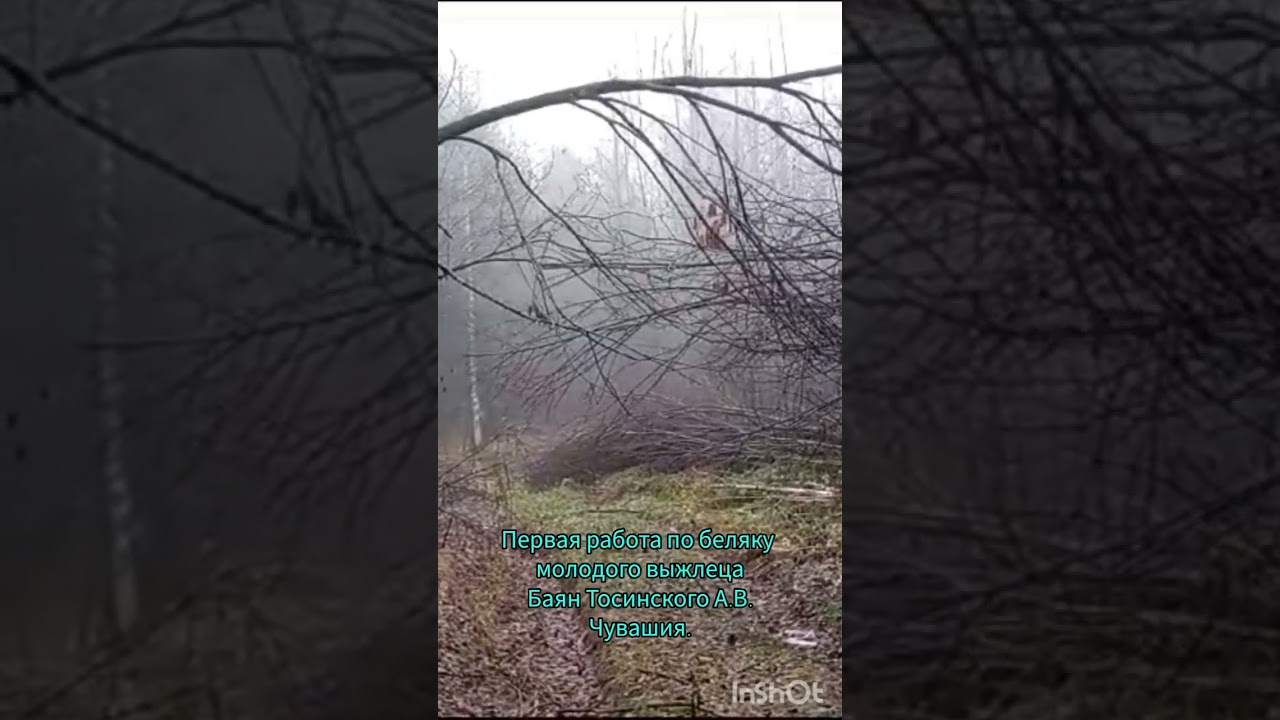 Первая работа по беляку молодого выжлеца Баян Тосинского А.В. Чувашия .