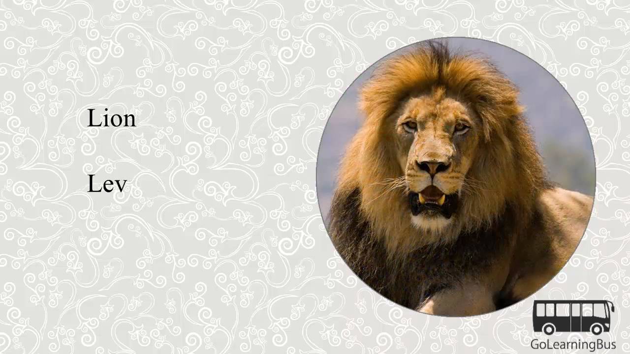 Learn Czech Visual Dictionary - Animals via Videos by GoLearningBus(3K)