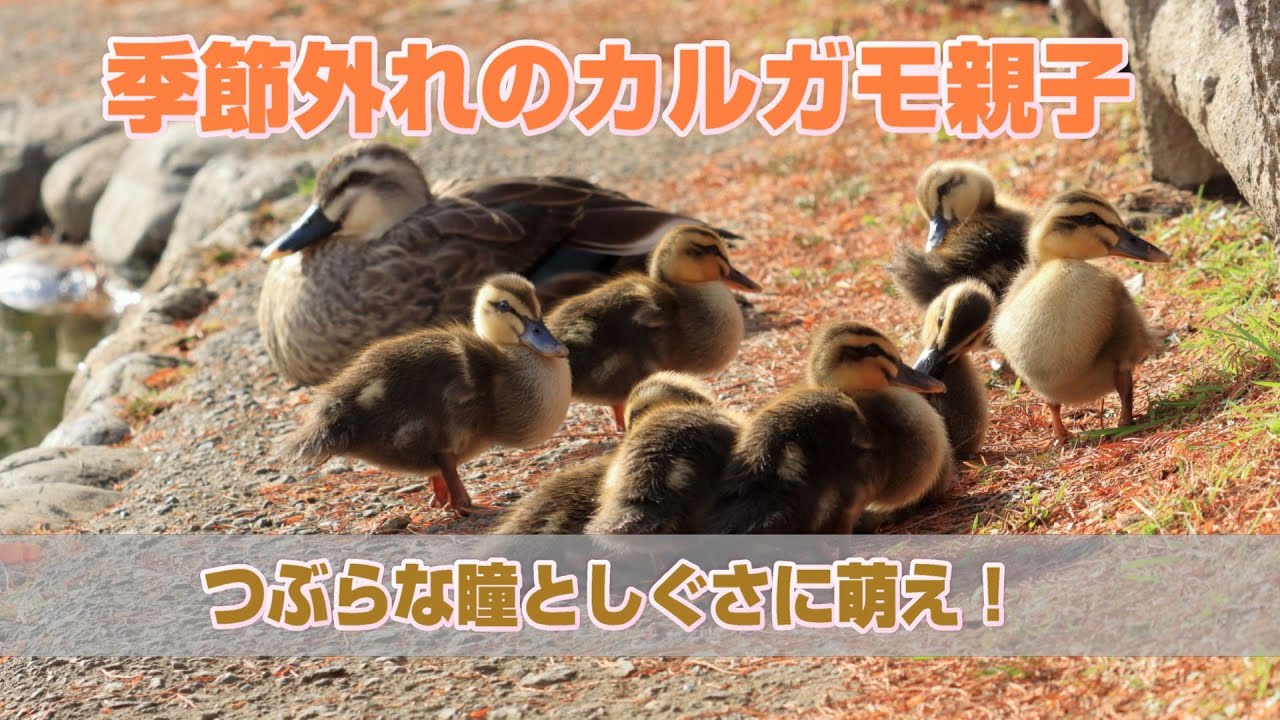 ちびガモちゃんのつぶらな瞳としぐさに萌え！季節外れのカルガモ親子2023年1月17日