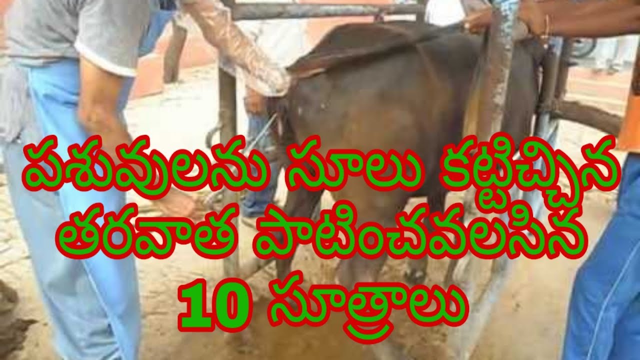 10 principles to follow after curing cattle