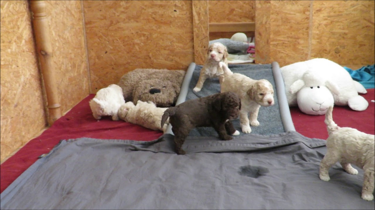 www.trueffelfreunde.de Lagotto Romagnolo Welpen Hamburg H-Wurf Woche 3