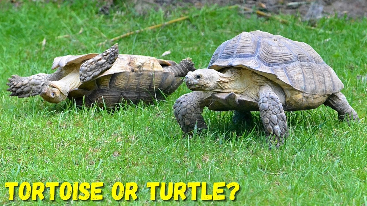 Tortoise Vs. Turtle: What&rsquo;s the REAL Difference? | Wildlife Facts