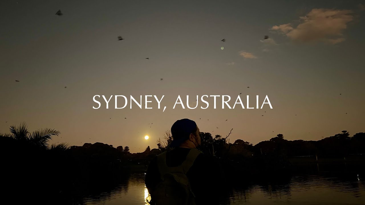 FLYING FOXES IN SYDNEY, AUSTRALIA