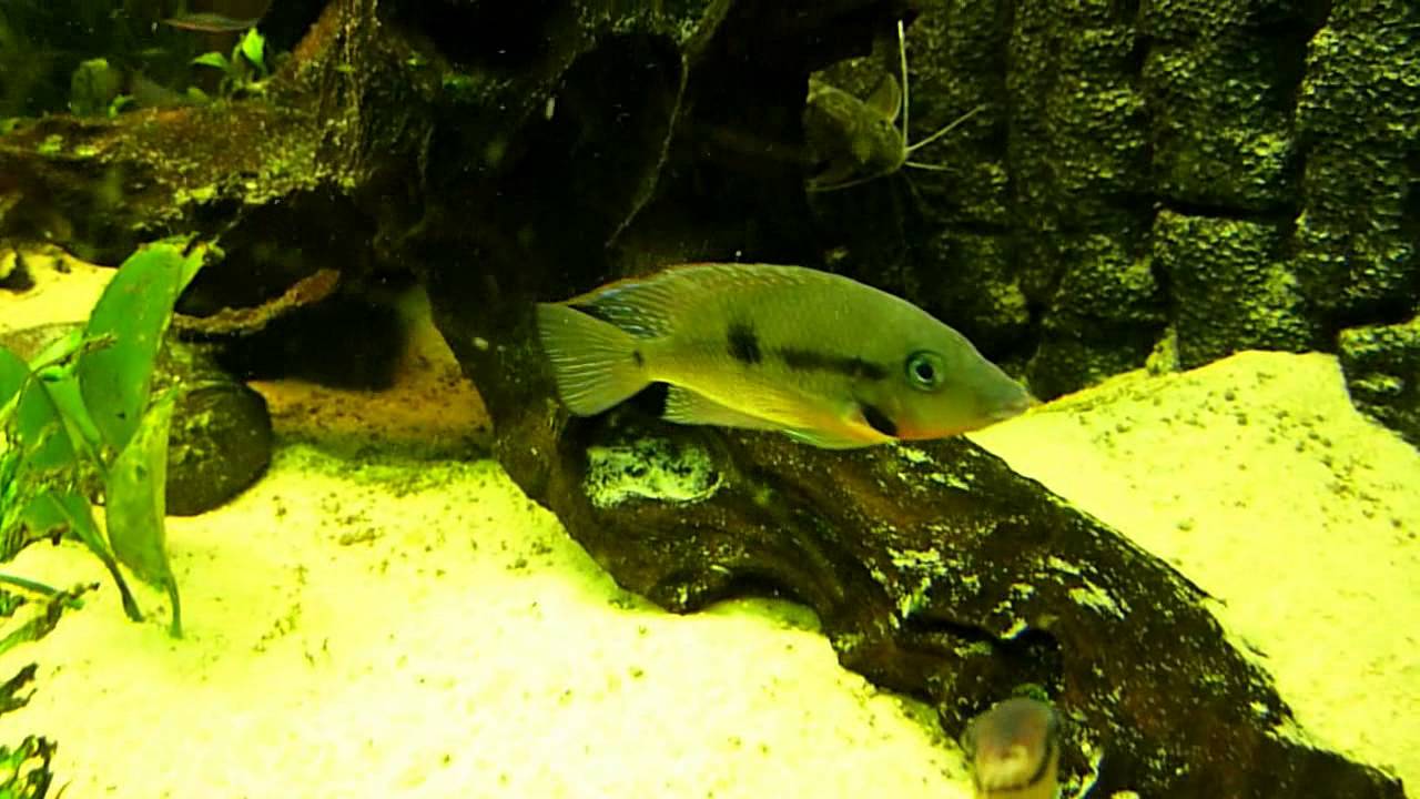 Thorichthys Meeki (Firemouth Cichlid)