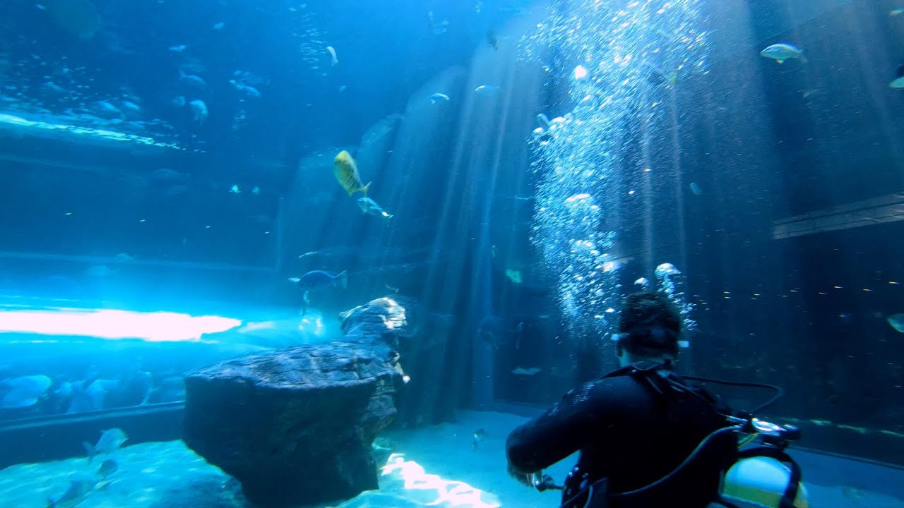 Scuba diving at the Two Oceans Aquarium in Cape Town 2022