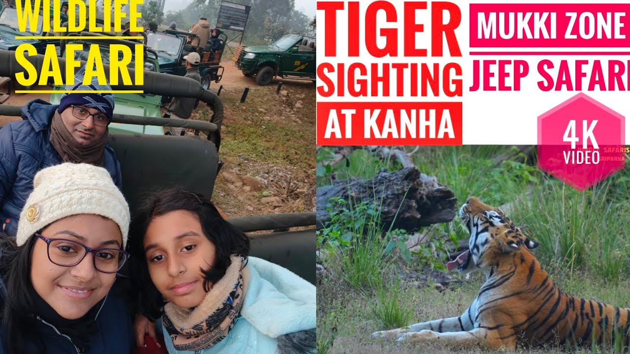 TIGER SIGHTING IN THE MUKKI ZONE OF KANHA NATIONAL PARK JEEP SAFARI #wildlife #tigersighting #tiger 