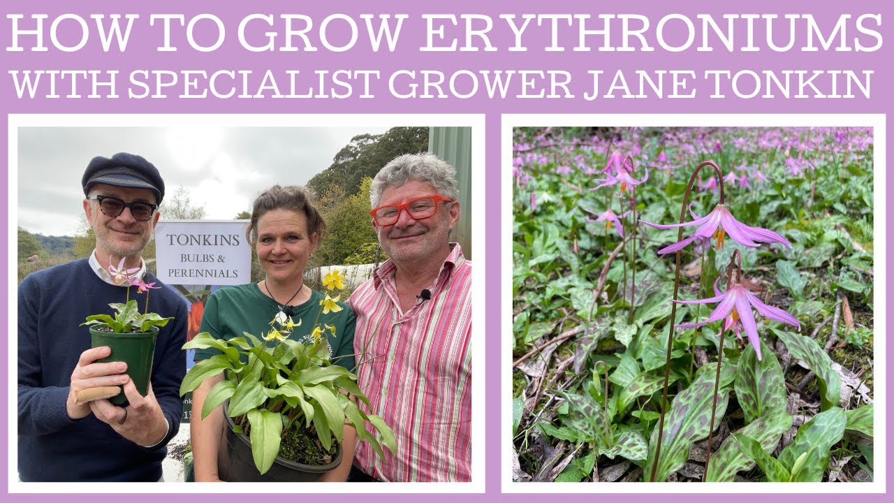 How to grow Erythroniums with specialist grower Jane Tonkin of Tonkins Bulbs & Perennials