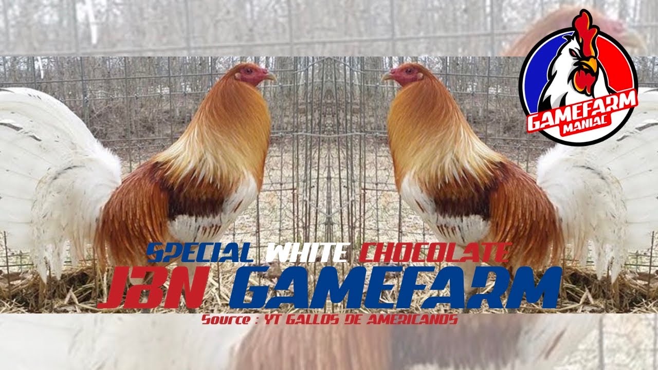 Special White Chocolate | JBN Gamefarm