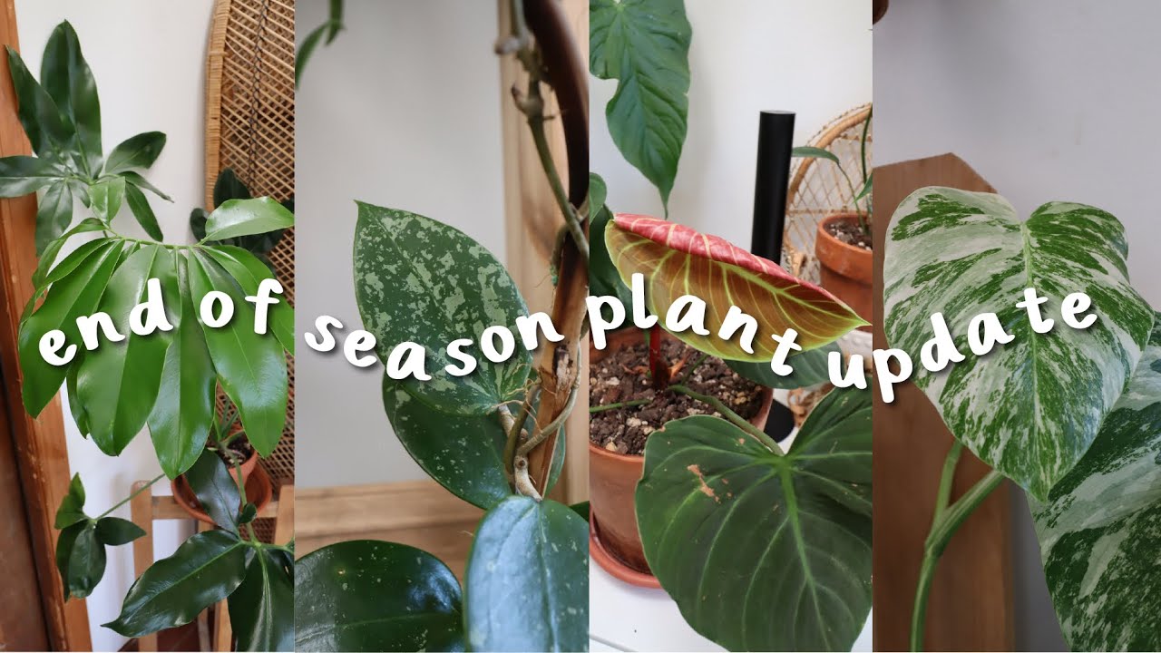 Late Fall Houseplant Update | what my plants have been up to!