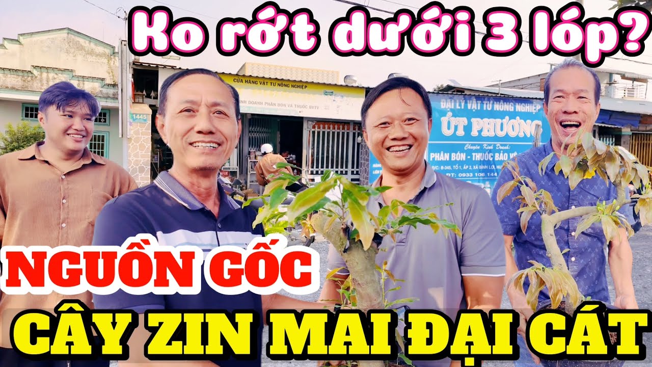 ĐÃ TÌM RA nguồn gốc cây zin bo 500k MAI ĐẠI CÁT ở nơi bí mật mà AE đam mê bông đẹp nghe tên là biết