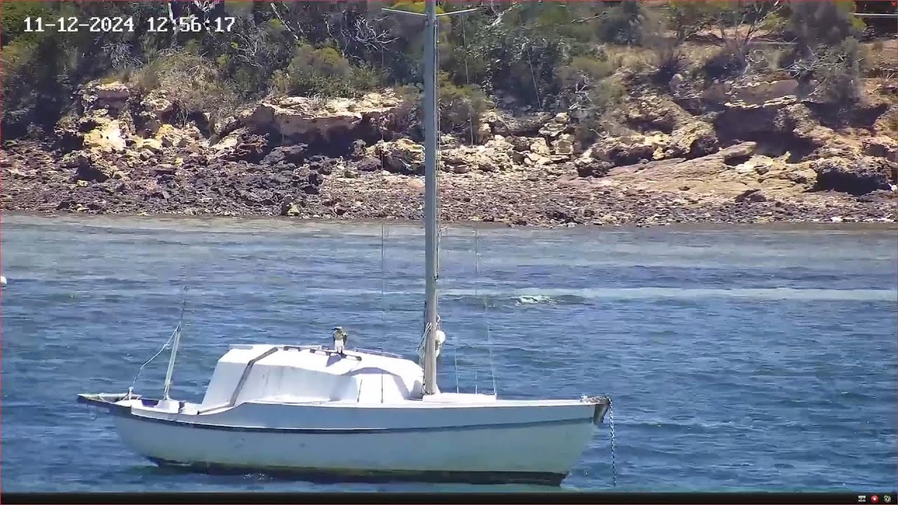 Kasse fledges at Port Lincoln - 11-12-2024