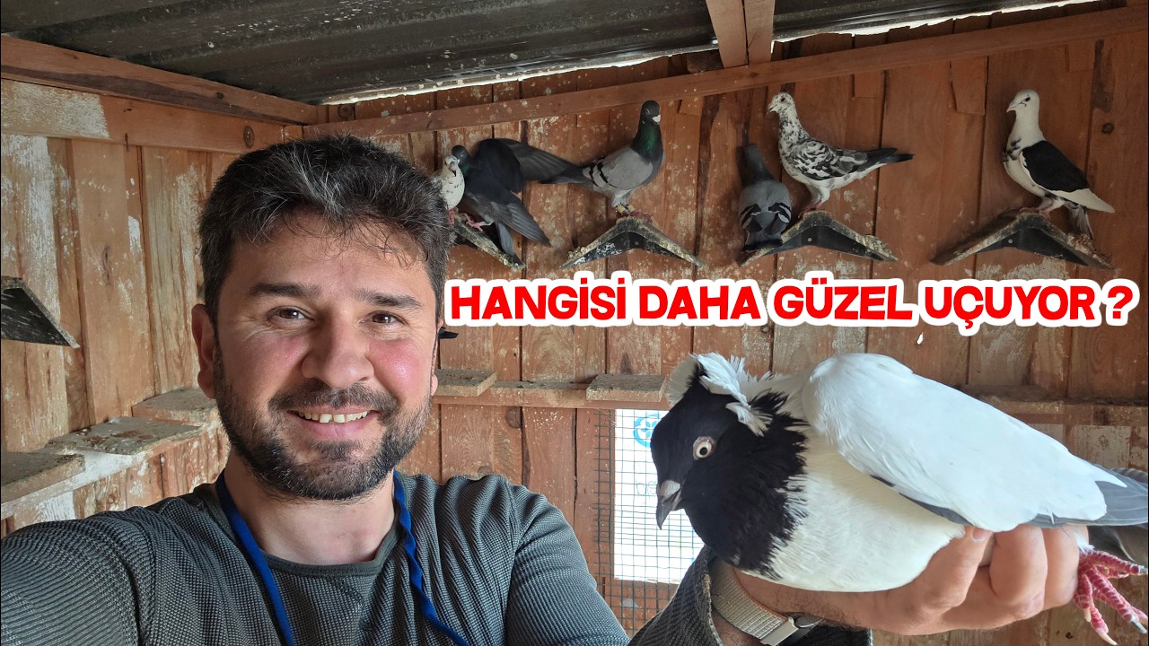 Güvercinin Önce Birini Sonra Diğerini Uçurdum Daha Güzel Uçar Dediler