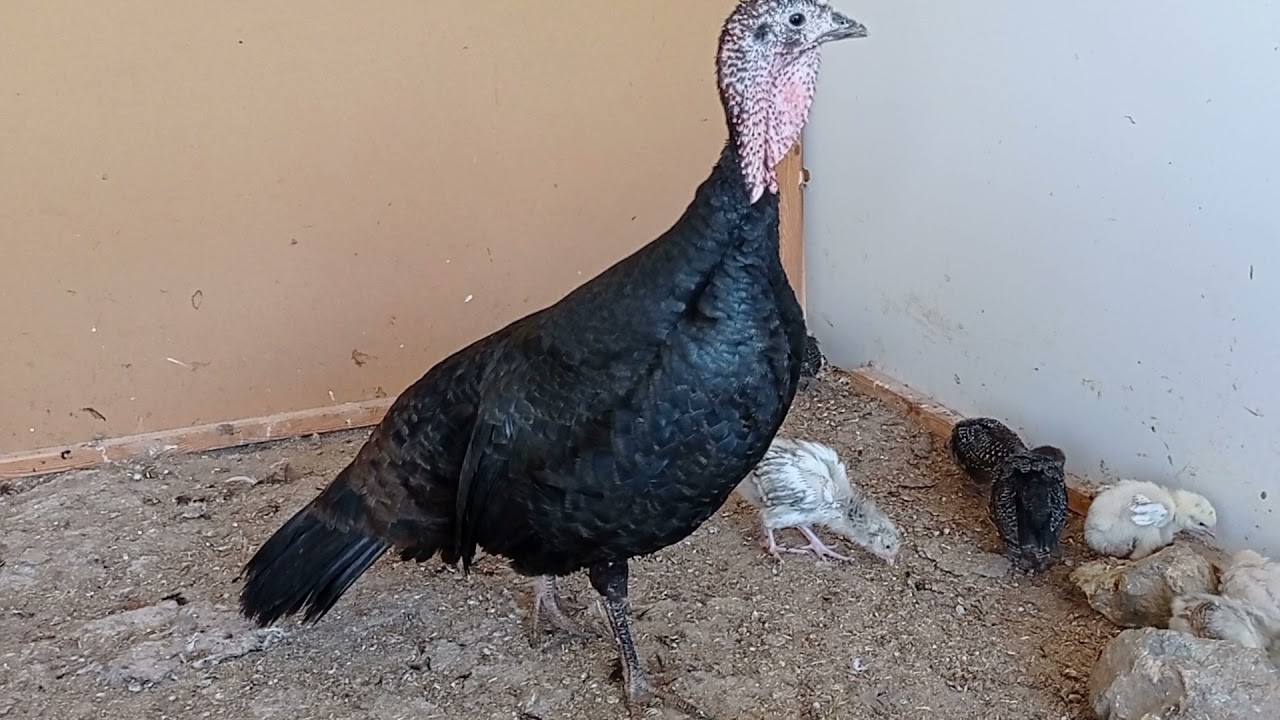 Yerli hindi özellikleri