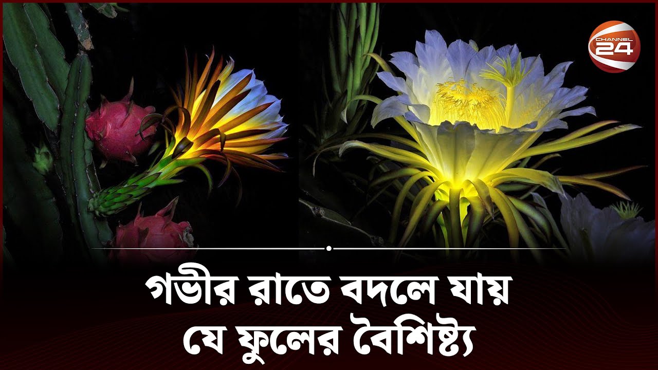ড্রাগন ফুলের অজানা রহস্য | Dragon Flower | Night Queen | Channel 24