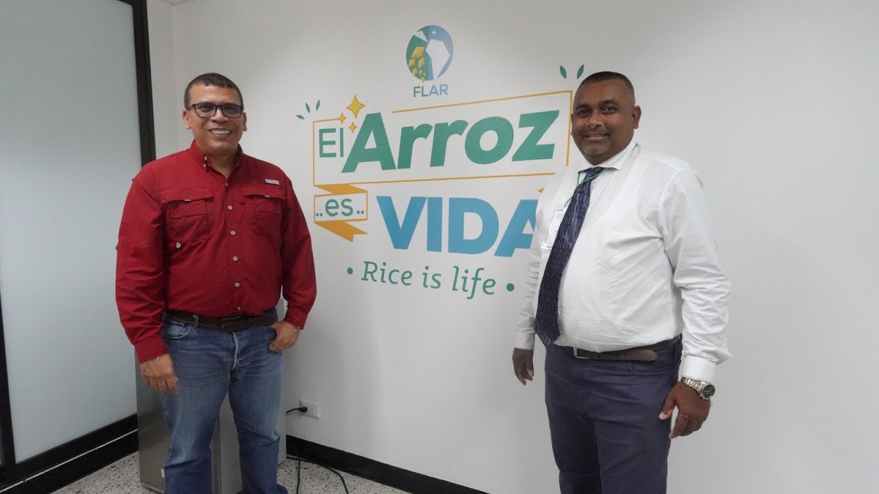 Mahendra Persaud, jefe cient&iacute;fico en #GRDB, habla de la VARIEDAD de ARROZ BIOFORTIFICADA🌾