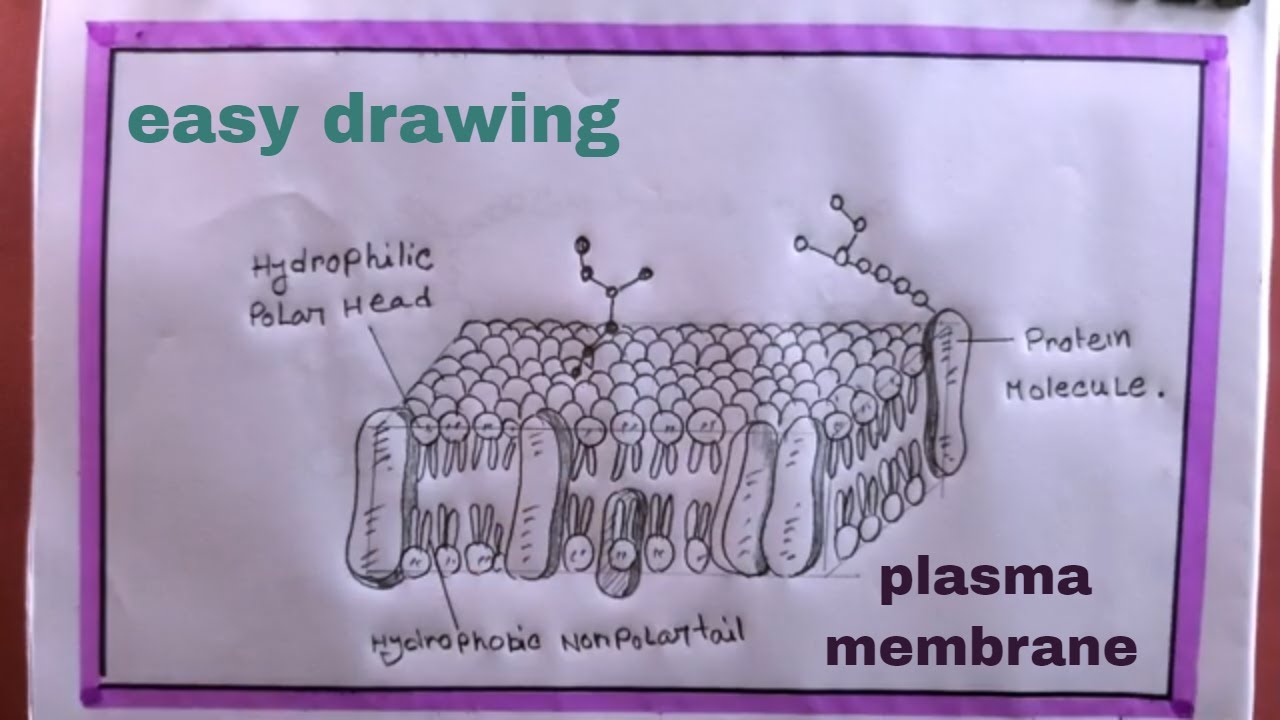 how to draw plasma membrane structure